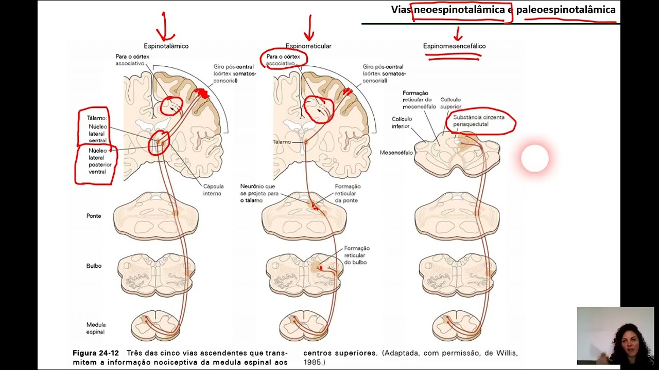 DOR - Parte 2: vias NEOESPINOTALÂMICA e PALEOESPINOTALÂMICA