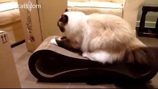 PetFusion Cardboard Cat Scratchers Arrive for Review - ねこ - ラグドール - Floppycats