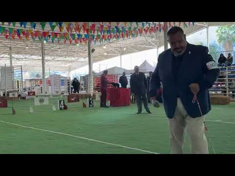 CACHORRO A DE EXPOSICIÓN Club Canófilo de la Sultana del Norte