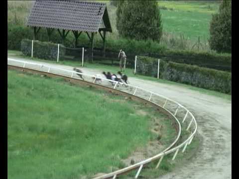 2008 CGRC EC 490m Dogs Final