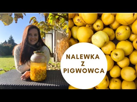 Japanese quince tincture. Quince tincture.