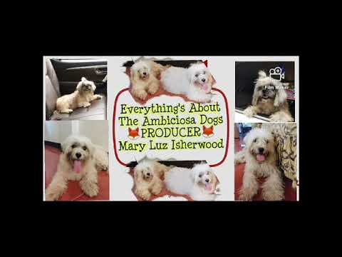 The Ambiciosa Dog enjoy Watching TV |Mary Luz Isherwood
