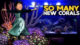 BIG Tanks Update: Gorgonian Garden is COMPLETE! 😍 (135g - 11/15/2020)