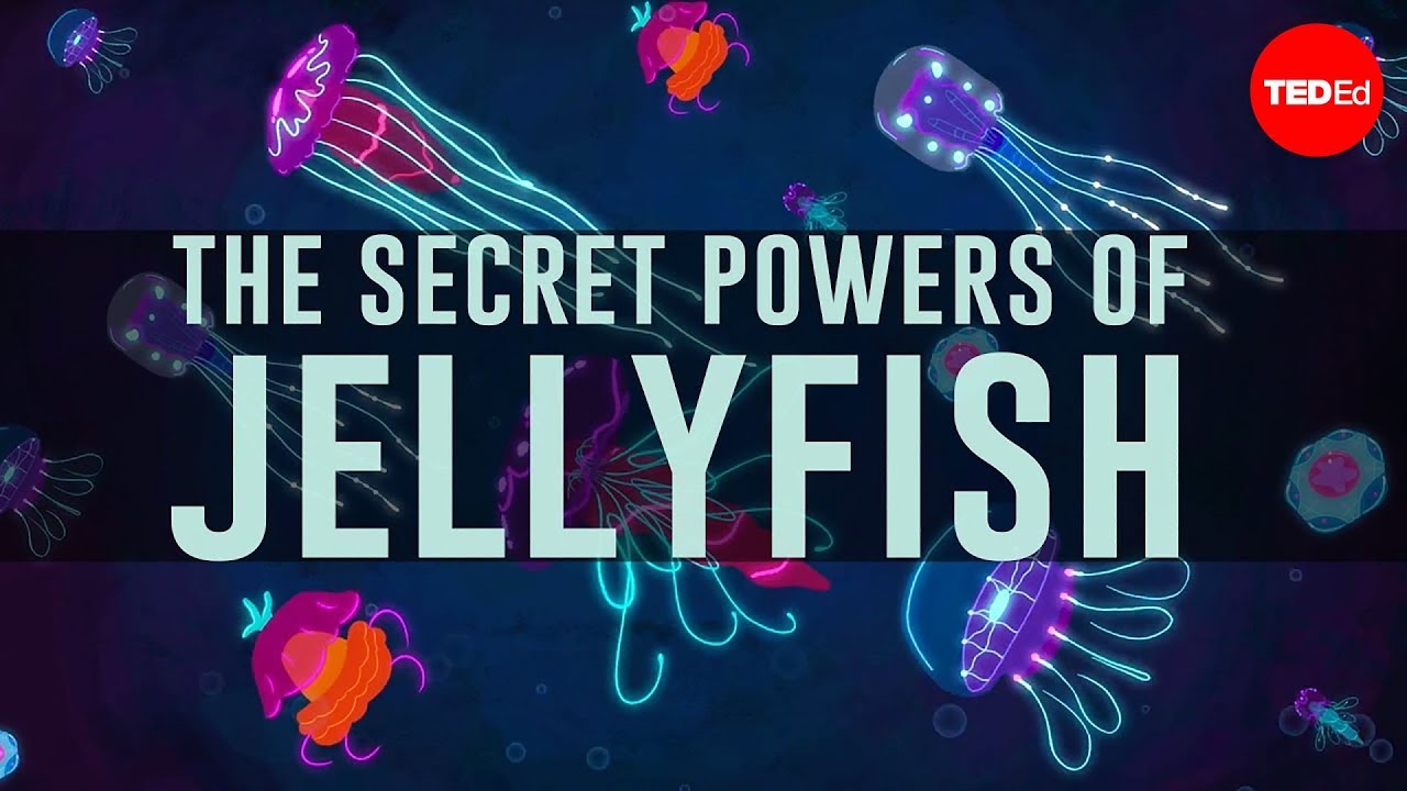 What is the importance of jellyfish?