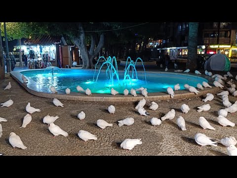 Benidorm in December 2025, Senior voyage 