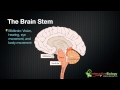 027 The 3 parts of the brain stem and their functions