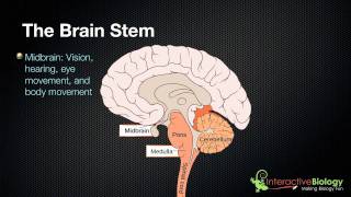 027 The 3 parts of the brain stem and their functions