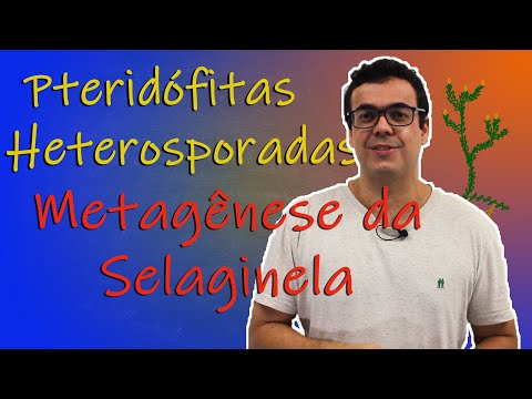 Pteridófitas Heterosporadas - Metagênese da Selaginella