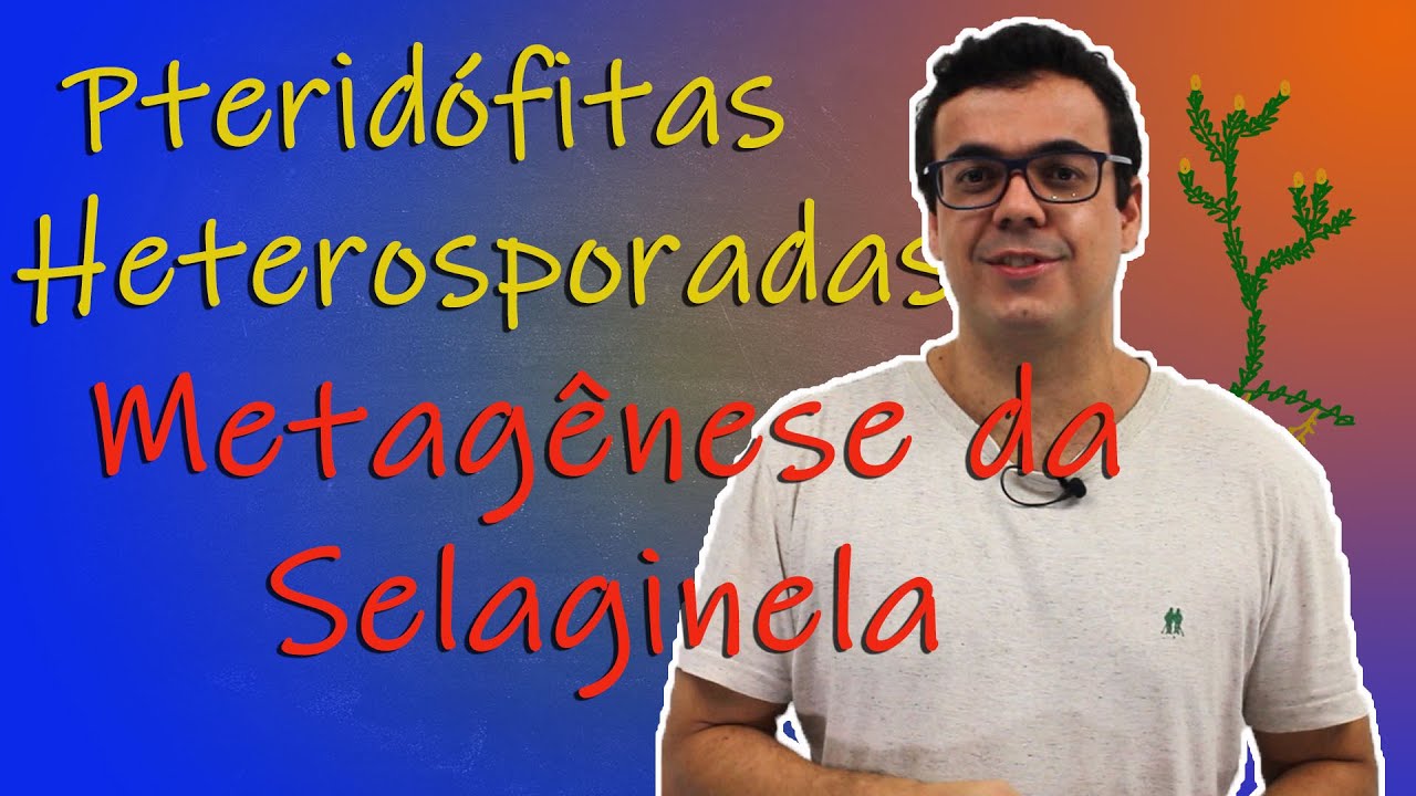 Pteridófitas Heterosporadas - Metagênese da Selaginella