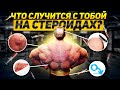 Что Случится С Тобой И Твоим Организмом На СТЕРОИДАХ?