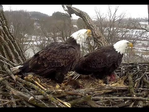 A Mammoth Feast for Two at Decorah Eagles. 09.02 / 04 February 2019