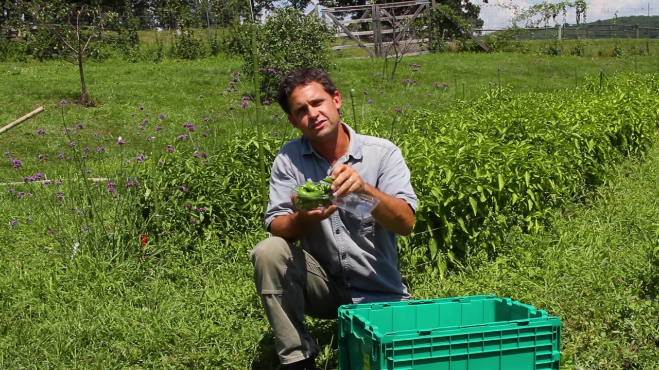 Stone Barns CSA 2017: Week 10 with Jack Algiere