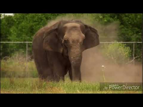 Arabic Animal Alphabet Song Time