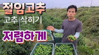 절임고추 저렴하게 사서 삭히기 300kg  선착순 한정