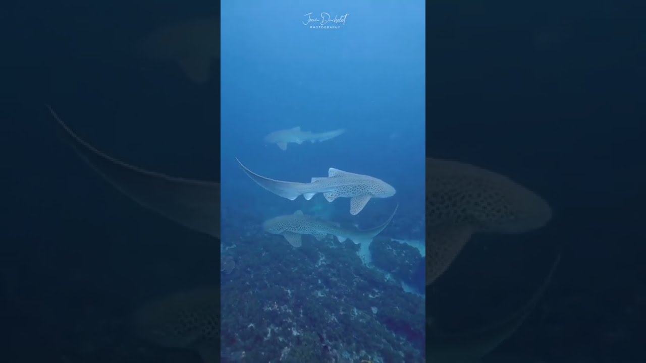 YouTube Short thumbnail