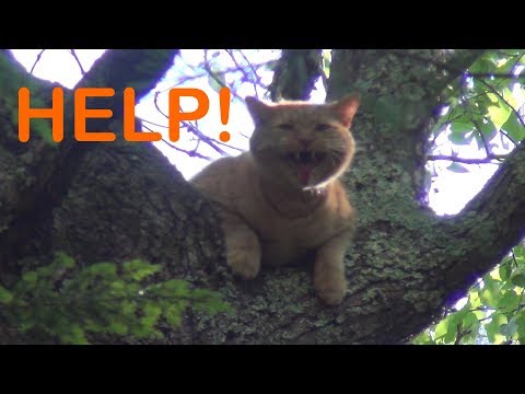 Cat Stuck in Tree