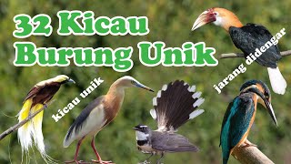 Download lagu 32 Suara Burung Kicau Unik, Langka dan Populer di Indonesia mp3