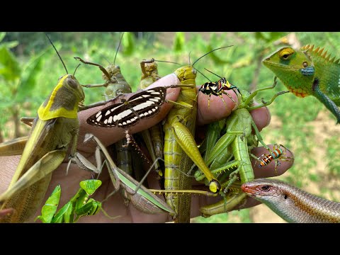 hunting for memories in the wild‼️catching grasshoppers|praying mantises|bugs|insects