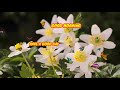 Phool Main Bheju Dil A Karta Hai Per Tera Pata Malum Nahi Good Morning ️love Status