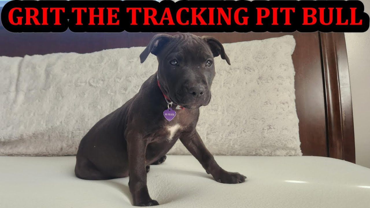 Grit the Pit 12 Weeks Old!
