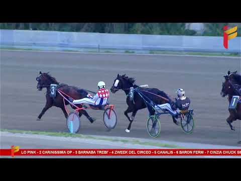 VI corsa del 14 febbraio 2023 - 5 Anni ed oltre - Metri 1600 - II TRIS