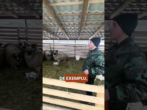 Visători La 17 Ani