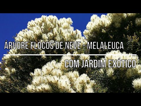 , title : 'Como plantar Melaleuca - Árvore Flocos de Neve'