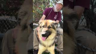 Video preview image #1 German Shepherd Dog-Unknown Mix Puppy For Sale in Pasadena, CA, USA