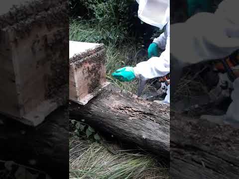 #mulher    na a, picutura.   resgate . Paragominas  .para