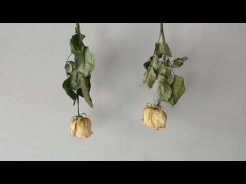 乾花