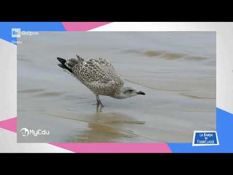 MyEdu per RAI Gulp - SCIENZE - I gabbiani