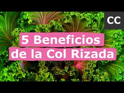 , title : '5 Beneficios de la Col Rizada | Ciencia de la Comida'