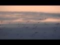 Lots Of Seagulls