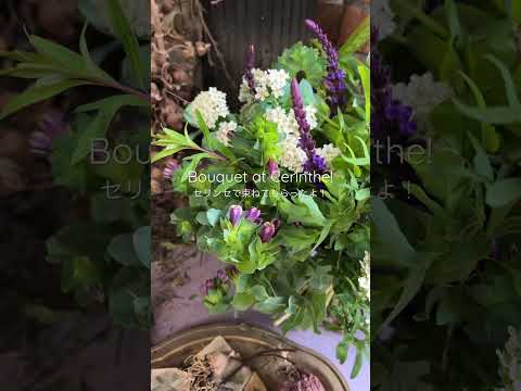 アジサイは日陰を好む草花のひとつです