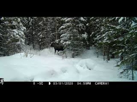 Trail cam videos from Buvika in Norway