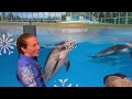 Pacific White Sided Dolphins At The Glass SeaWorld Texas 4K UHD 12 3 22