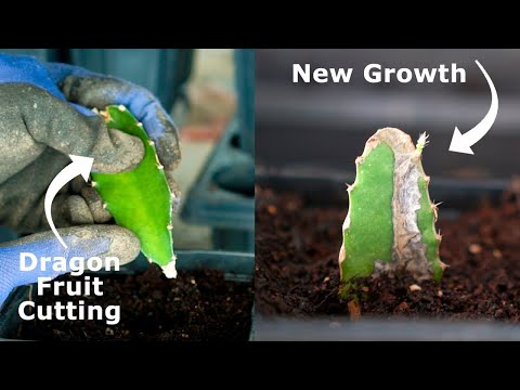 Easiest Way to Grow Dragon Fruit Plants From Cuttings