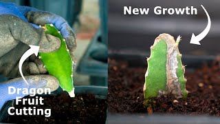 Easiest Way to Grow Dragon Fruit Plants From Cuttings