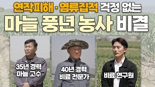 40년 이상 재배해도 마늘 연작피해 염류집적 예방되는 비료 사용법! 꼭 확인하세요