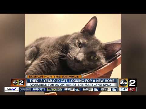 Meet Theo, the cat with the big personality