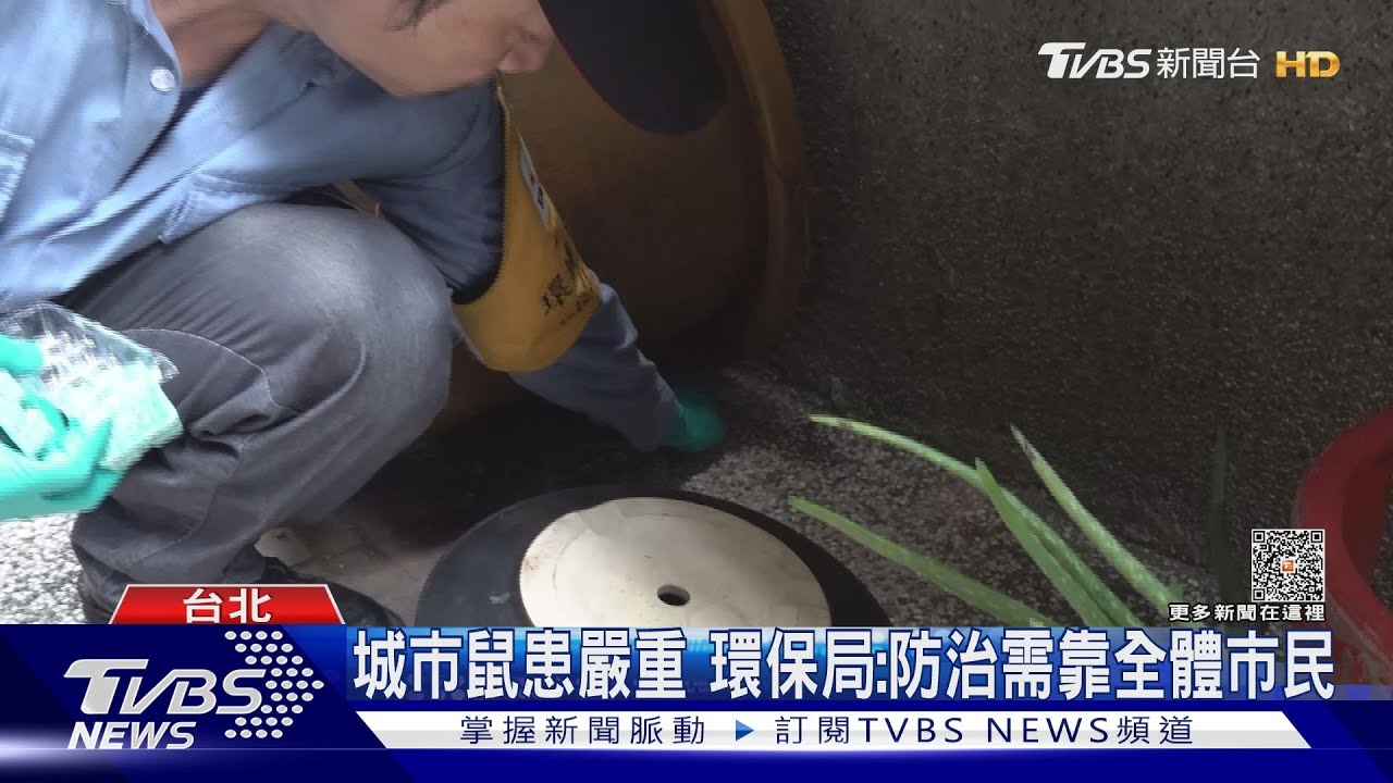 全球暖化恐導致鼠患！　巴黎滅鼠失敗！市長宣布與6百萬鼠輩共存
