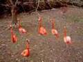 Flamingo FIGHT