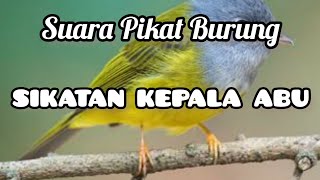 Download lagu SUARA PIKAT BURUNG SIKATAN KEPALA ABU | SIKATAN KEPALA ABU GACOR mp3 Download lagu SUARA PIKAT BURUNG SIKATAN KEPALA ABU | SIKATAN KEPALA ABU GACOR mp3