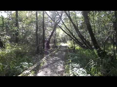 MongoTV_129 - Del 3 - Skovtur - Der Ud Ad Af Den Sjove Skovsti