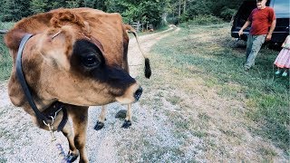 Family Cow’s Last Day | Why?