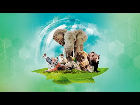 Ark Nova Board Game Music (With Ambient Sounds)