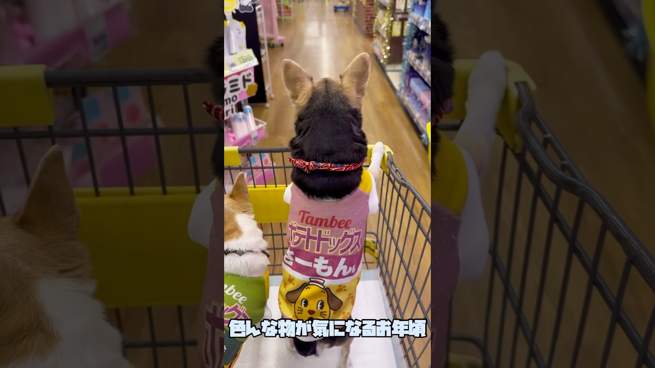 ホームセンターに一緒に行ったら嬉しそうなチワワ