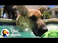 Foster Puppy Immediately Recognizes His Mom At Pool Party The Dodo