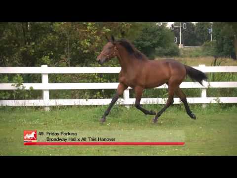 49. Friday Fortuna (Broadway Hall x All this Hanover), Grand Prix Sale 2013