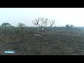 De verwoesting van de Amazone gefilmd met een drone - RTL NIEUWS